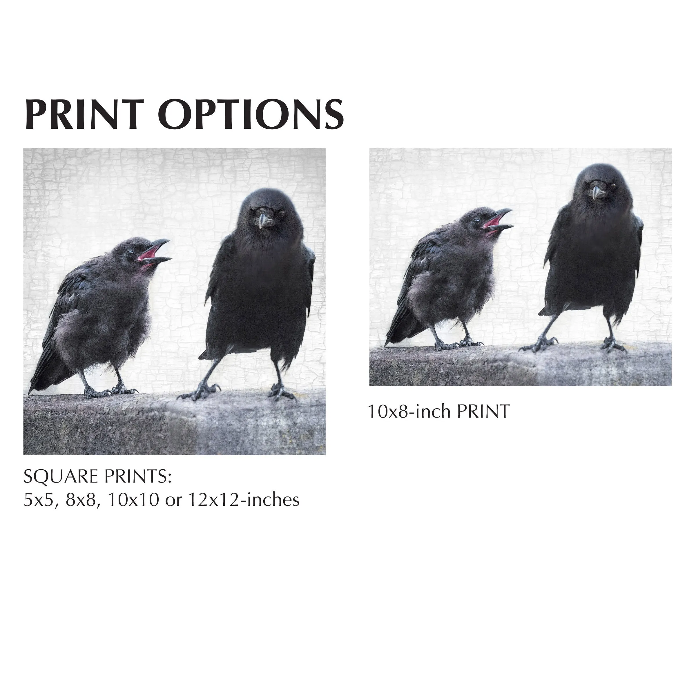 THE ART OF PARENTING - Fine Art Print, Crow Portrait Series